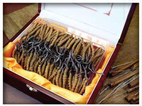 广华办事处冬虫夏草回收